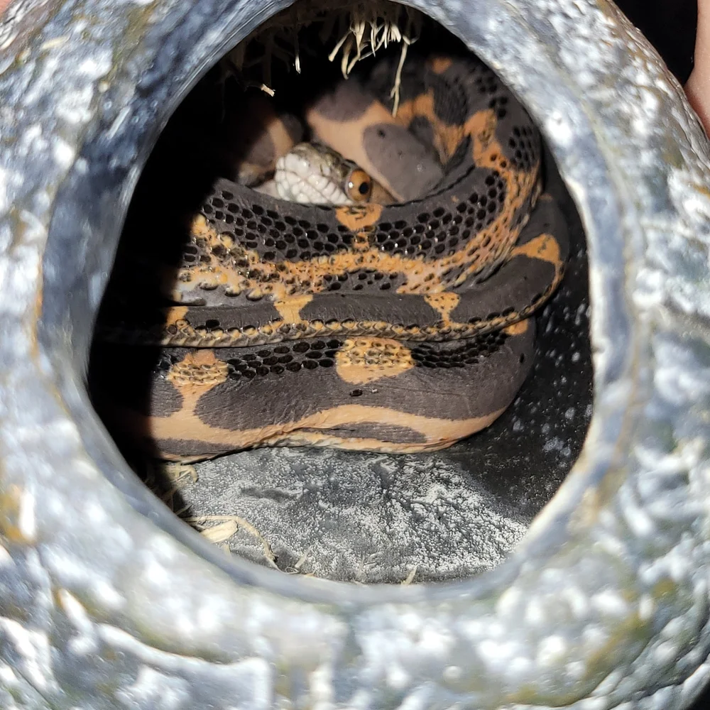 Snake shed necklace - Picture 4 of 4